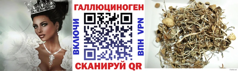 Галлюциногенные грибы Psilocybe  как найти наркотики  Новокубанск 